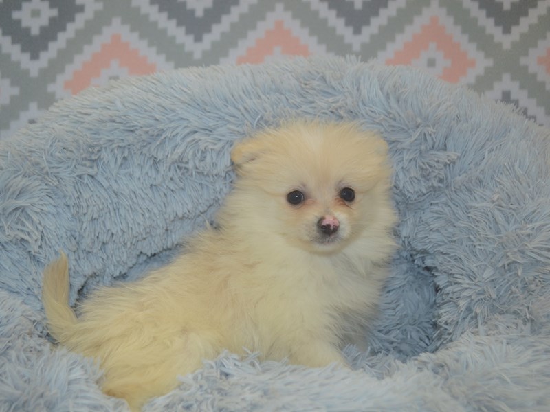 Pomeranian-DOG-Female-Cream-3112991-Petland Dunwoody Puppies For Sale