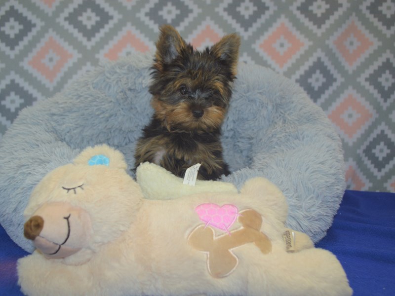 Yorkshire Terrier-DOG-Male-Black and Tan-3090802-Petland Dunwoody Puppies For Sale