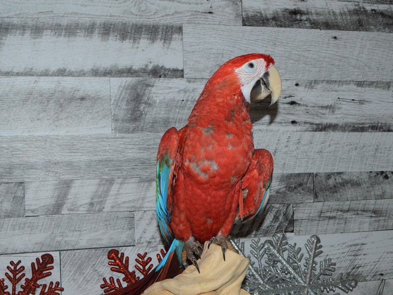 Ruby Macaw--Red and Blue-2788176-Petland Dunwoody Puppies For Sale