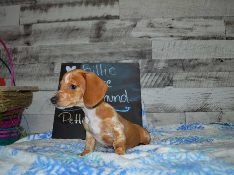 Miniature Dachshund-DOG-Male-Tan Piebald-3057819-Petland Dunwoody Puppies For Sale