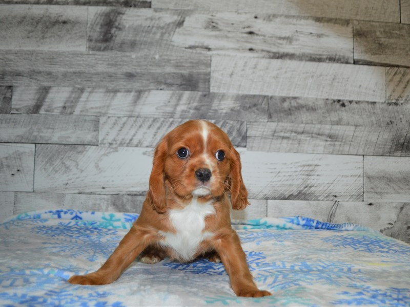 Cavalier King Charles Spaniel-DOG-Male-Ruby-3069212-Petland Dunwoody Puppies For Sale