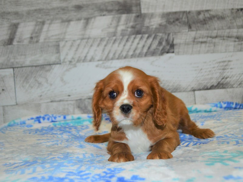 Cavalier King Charles Spaniel-DOG-Male-Ruby-3069104-Petland Dunwoody Puppies For Sale