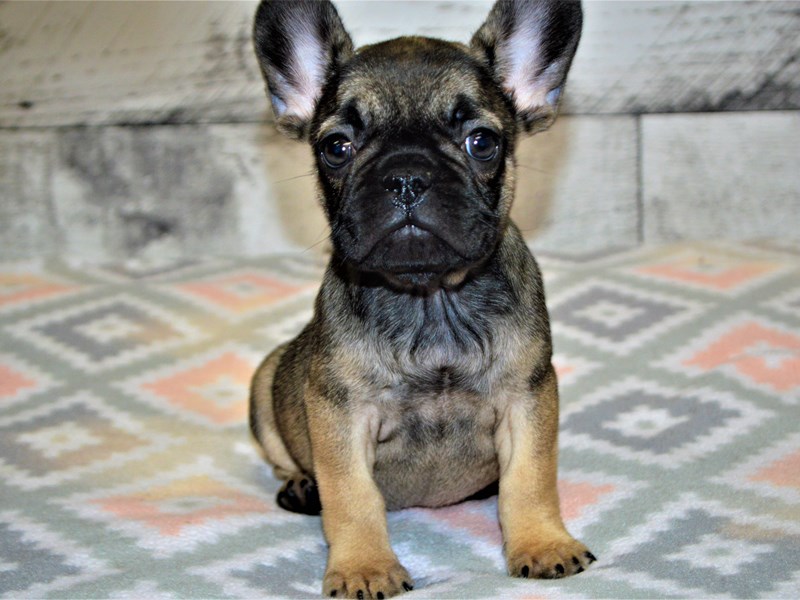 French Bulldog-DOG-Female-Sable-3079380-Petland Dunwoody Puppies For Sale