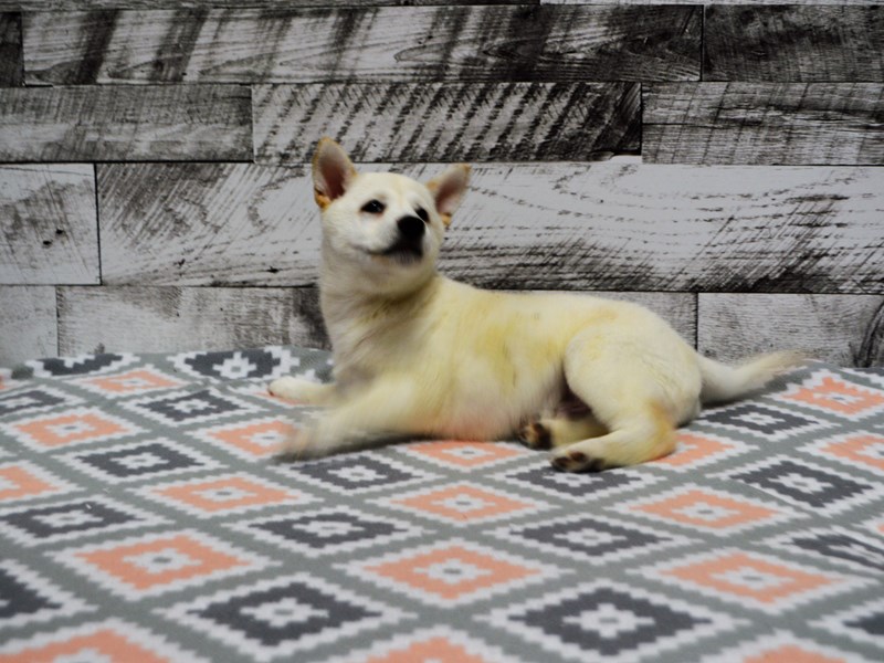 Shiba Inu-DOG-Male-Cream-3090105-Petland Dunwoody Puppies For Sale