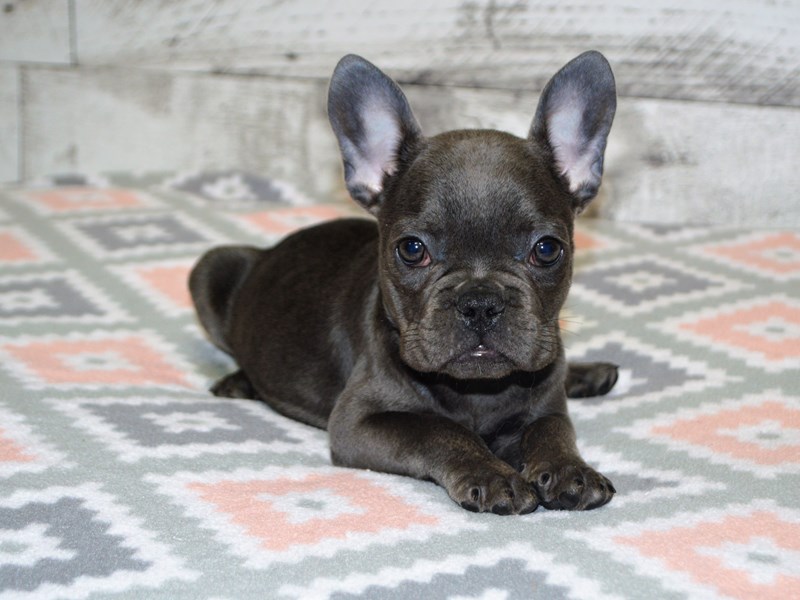 French Bulldog-DOG-Female-Blue-3090795-Petland Dunwoody