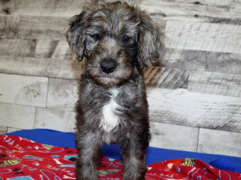 F1 Goldendoodle-DOG-Male-Blue Merle-3090109-Petland Dunwoody Puppies For Sale