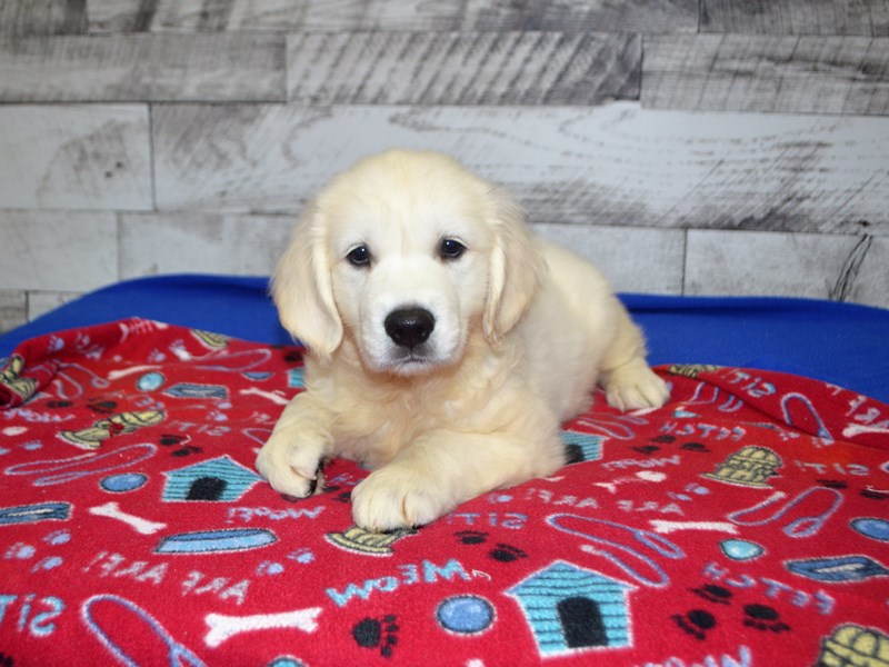 English Cream Golden Retriever-Male-Cream-3090564-Petland Dunwoody