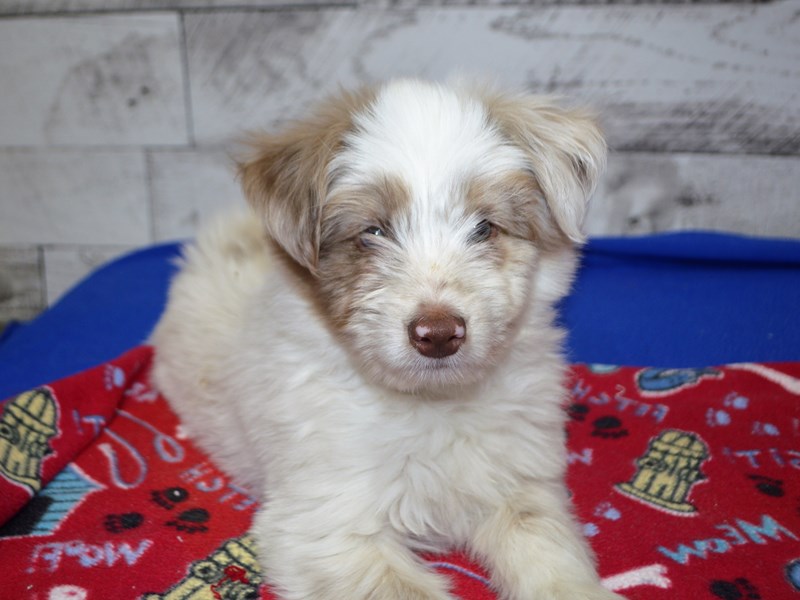 Aussiedoodle 2nd Generation-DOG-Female-Chocolate Merle-3090420-Petland Dunwoody Puppies For Sale