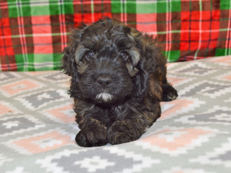 Cock-A-Poo-DOG-Female-Chocolate-3102607-Petland Dunwoody Puppies For Sale