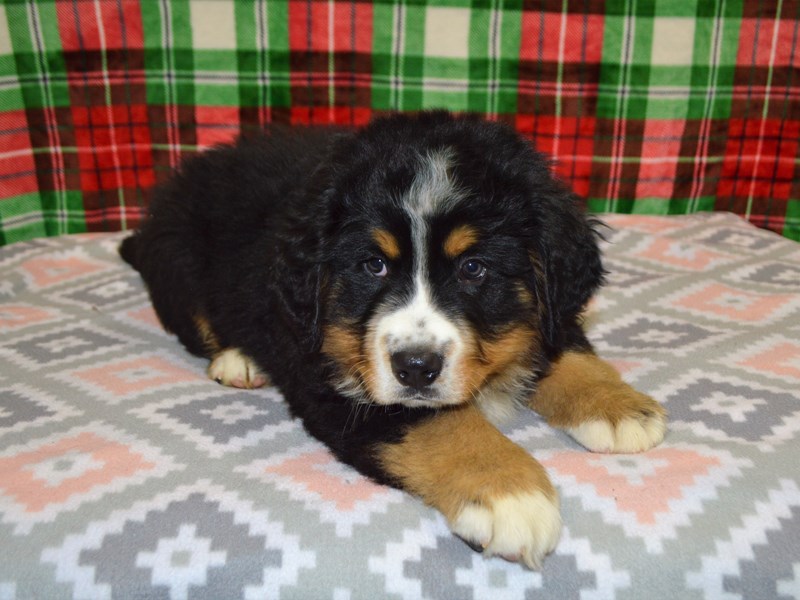 Bernese Mountain Dog-Male-Black, White, and Rust-3102626-Petland Dunwoody Puppies For Sale