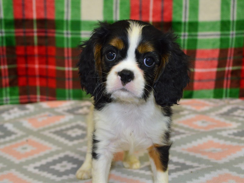 Cavalier King Charles Spaniel-DOG-Male-Tri-3102562-Petland Dunwoody Puppies For Sale