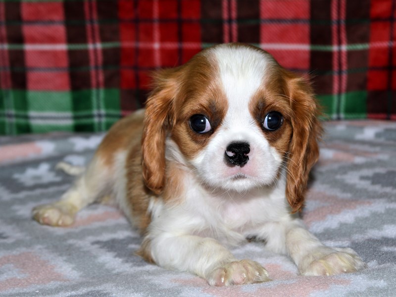 Cavalier King Charles Spaniel-DOG-Male-Blenheim-3102550-Petland Dunwoody Puppies For Sale
