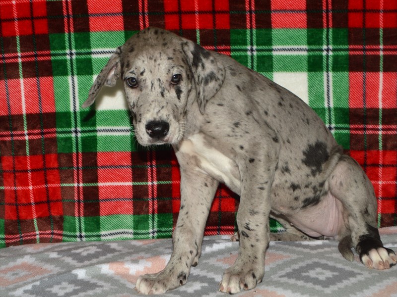 Great Dane-DOG-Female-Blue Merle-3102529-Petland Dunwoody Puppies For Sale