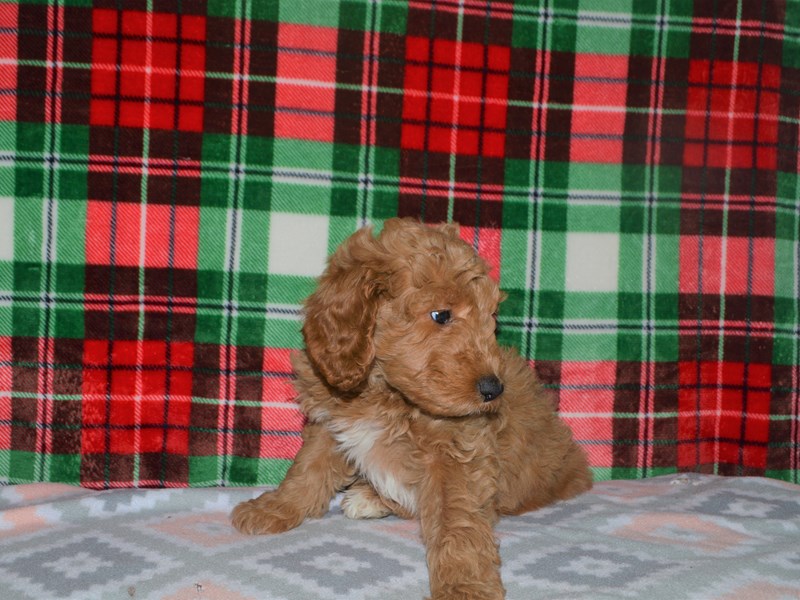 F1 Goldendoodle-Male-Golden-3101801-Petland Dunwoody