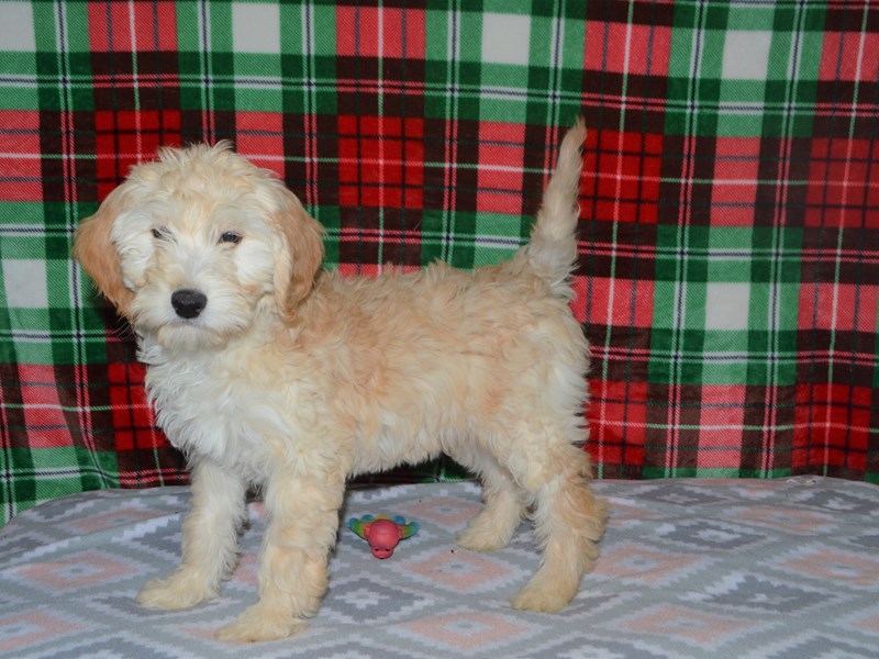 F1B Mini Goldendoodle-DOG-Female-Cream-3101324-Petland Dunwoody Puppies For Sale