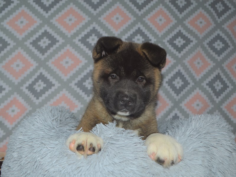 Akita-Female-Brown and White-3112315-Petland Dunwoody