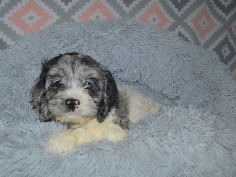 Cock-A-Poo-DOG-Female-Blue Merle and White-3112323-Petland Dunwoody Puppies For Sale