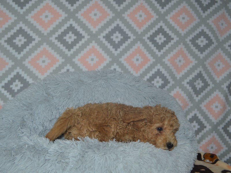 F1B Mini Goldendoodle-DOG-Male-Apricot-3112346-Petland Dunwoody Puppies For Sale
