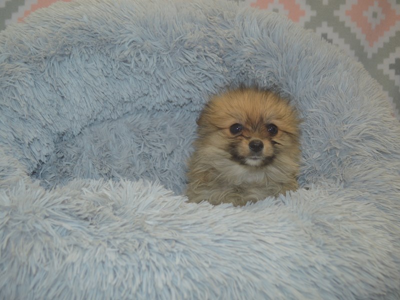 Pomeranian-DOG-Male-Sable-3112945-Petland Dunwoody Puppies For Sale