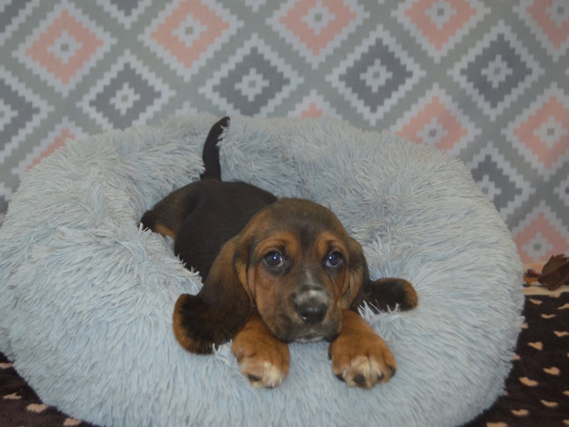 Basset Hound-DOG-Male-Black and Tan-3112755-Petland Dunwoody Puppies For Sale