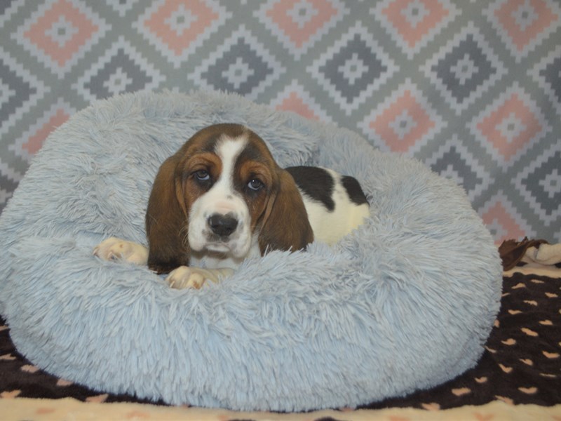 Basset Hound-DOG-Male-Tri-3112743-Petland Dunwoody Puppies For Sale