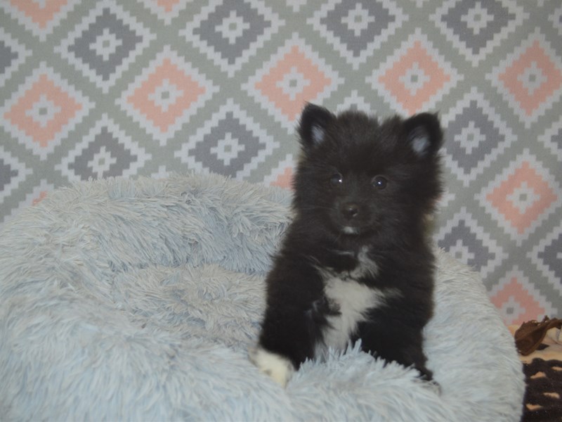Pomeranian-DOG-Male-Black and White-3113084-Petland Dunwoody Puppies For Sale