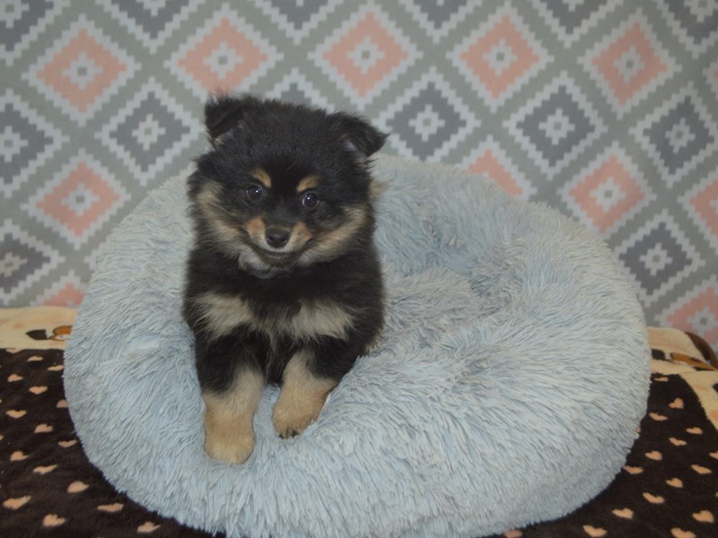 Pomeranian-DOG-Female-Black and Tan-3113212-Petland Dunwoody Puppies For Sale