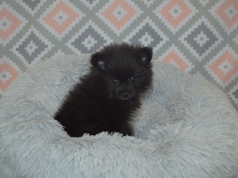 Pomeranian-DOG-Male-Black and White-3113159-Petland Dunwoody Puppies For Sale