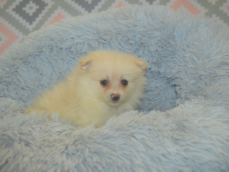 Pomeranian-DOG-Female-Cream-3112978-Petland Dunwoody Puppies For Sale