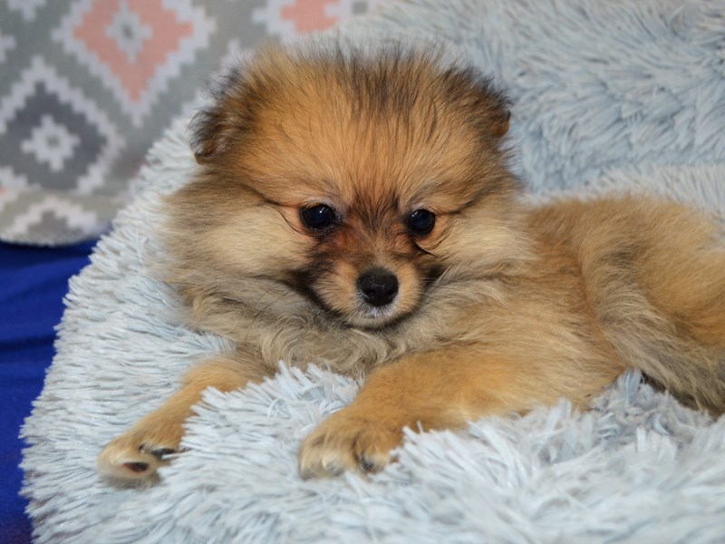 Pomeranian-DOG-Male-Sable-3113209-Petland Dunwoody Puppies For Sale