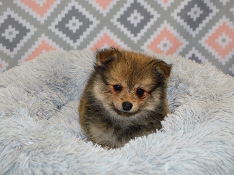 Pomeranian-DOG-Male-Sable-3113215-Petland Dunwoody Puppies For Sale