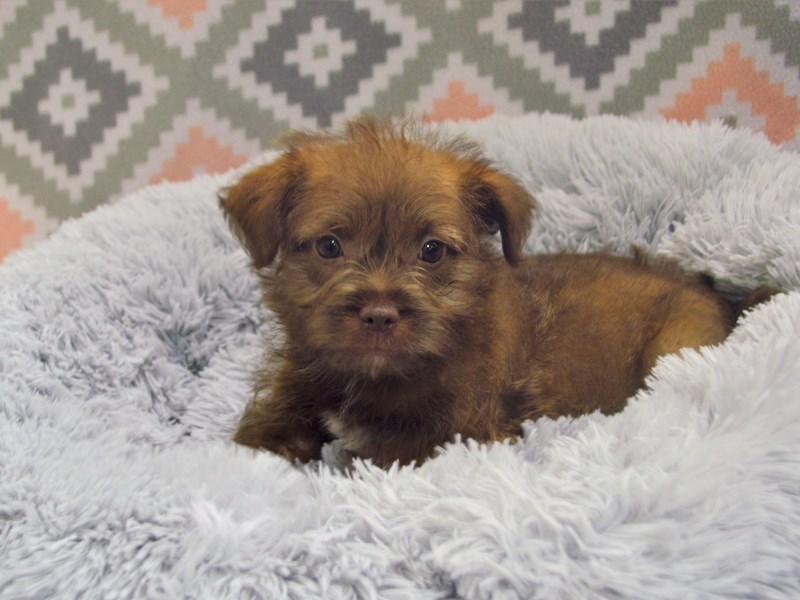 Russell-Poo-DOG-Male-Black-3102471-Petland Dunwoody Puppies For Sale