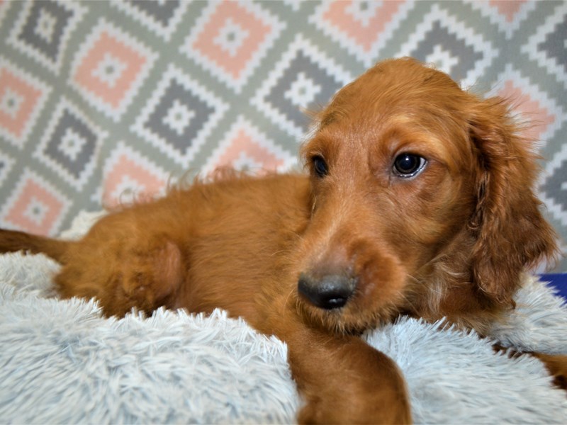 F1B Goldendoodle-Female-Golden-3090653-Petland Dunwoody