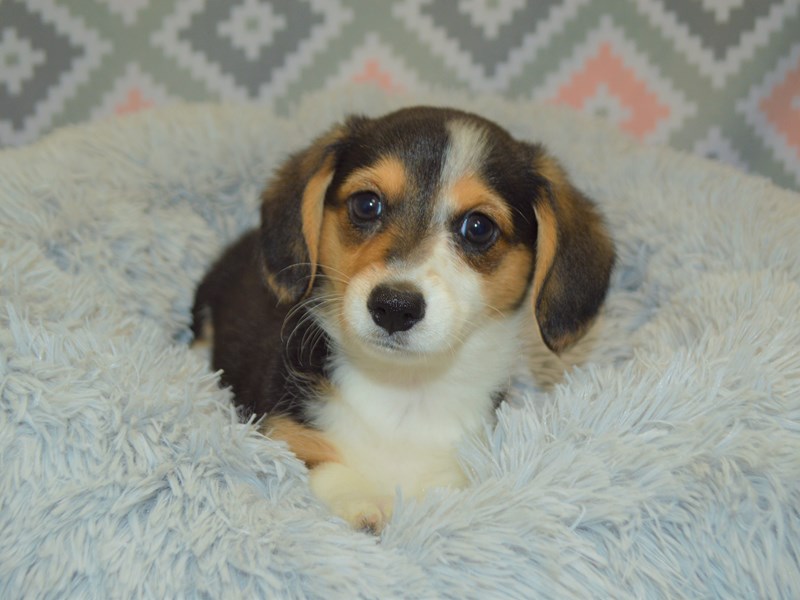 Dorgi-Male-Black, White, and Tan-3122947-Petland Dunwoody