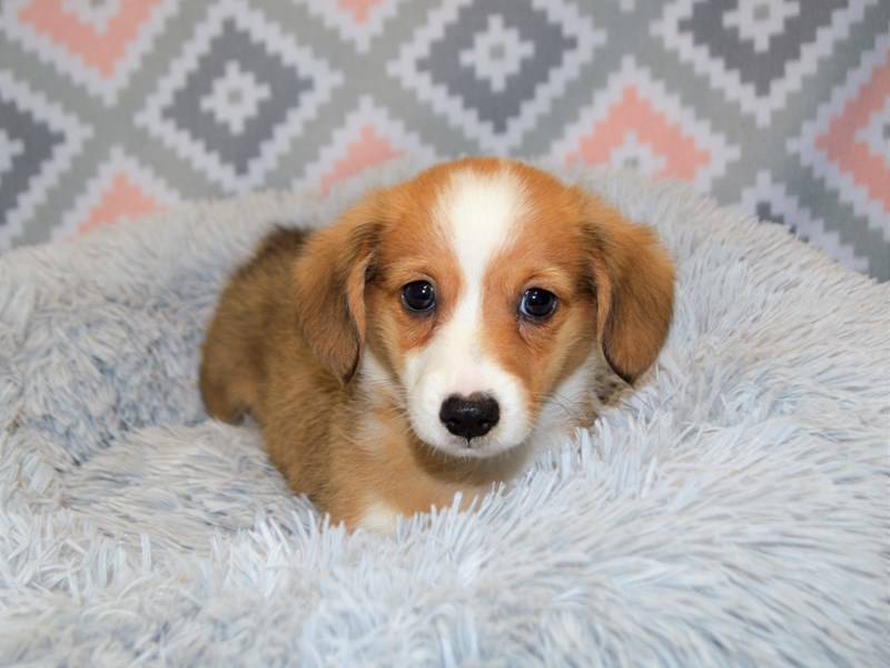 Dorgi-Male-Chocolate, White and Tan-3122934-Petland Dunwoody