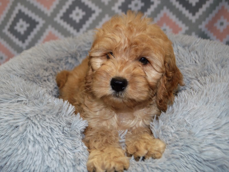 Comfort Goldendoodle-DOG-Male-Golden-3122765-Petland Dunwoody Puppies For Sale