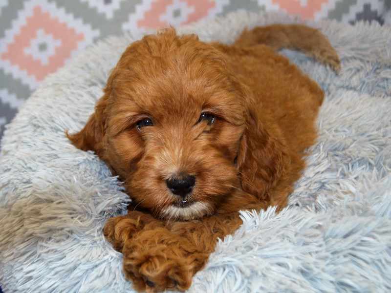 Comfort Goldendoodle-DOG-Female-Golden-3122767-Petland Dunwoody Puppies For Sale