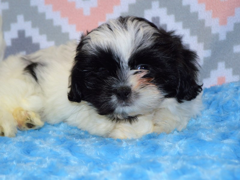 Teddy Bear-DOG-Male-Black and White-3123854-Petland Dunwoody Puppies For Sale