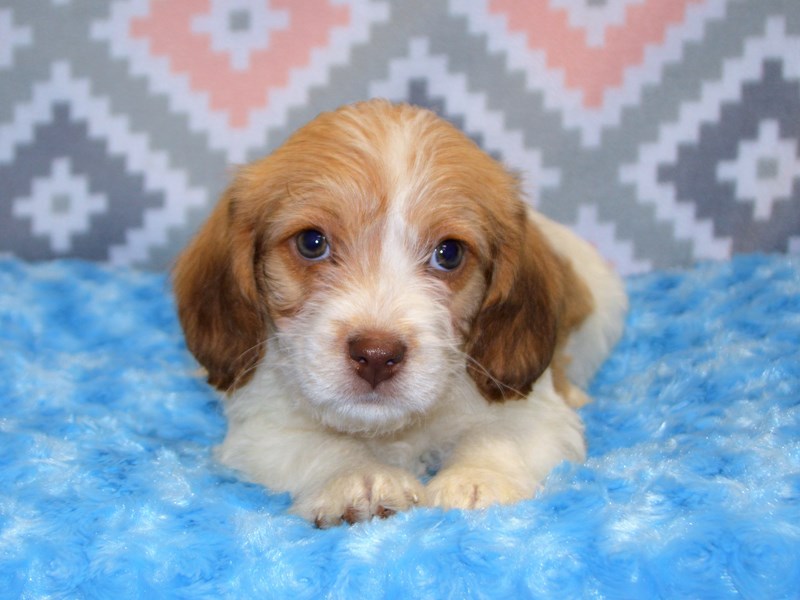 Beagle/Bichon Frise-Male-White and Brown-3123934-Petland Dunwoody