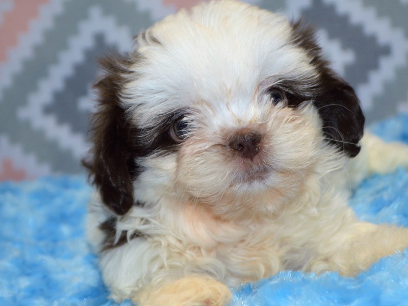 Teddy Bear-DOG-Female-Brown and White-3123844-Petland Dunwoody Puppies For Sale