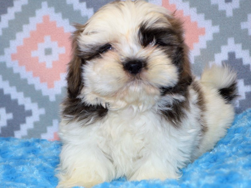 Shih Tzu-DOG-Male-Brown and White-3123800-Petland Dunwoody Puppies For Sale