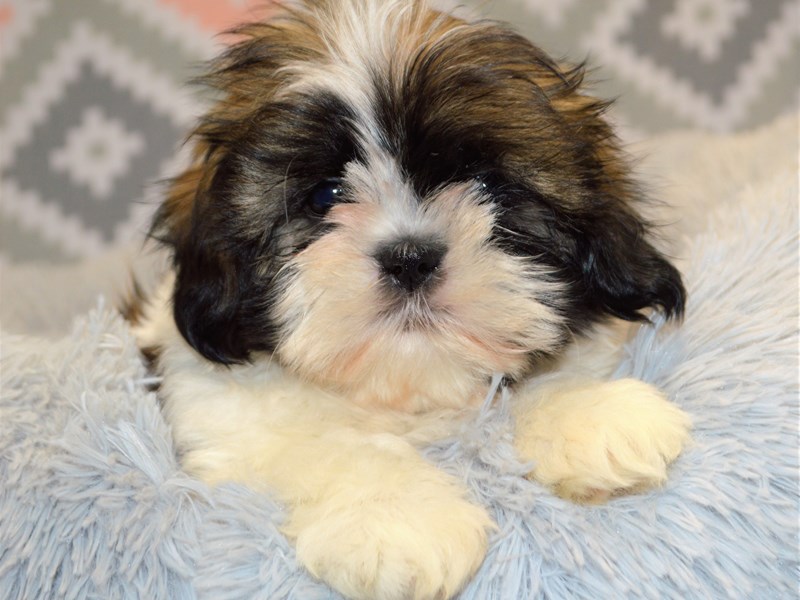 Shih Tzu-DOG-Female-Black, Brown, and White-3123814-Petland Dunwoody