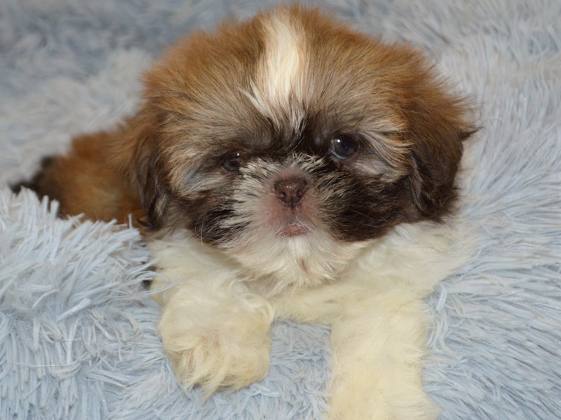 Shih Tzu-DOG-Male-Chocolate and White-3123740-Petland Dunwoody Puppies For Sale