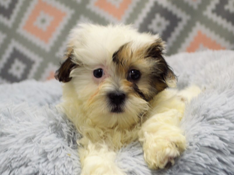 Shih-Poo-DOG-Female-Red and White-3123753-Petland Dunwoody Puppies For Sale