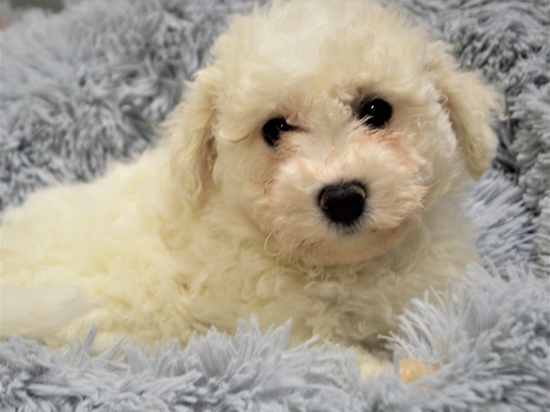 Bichon Frise-DOG-Female-White-3122917-Petland Dunwoody Puppies For Sale
