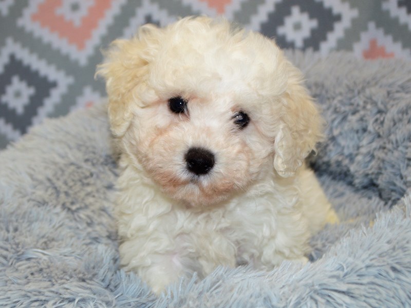 Bichon Frise-DOG-Male-White-3122914-Petland Dunwoody Puppies For Sale