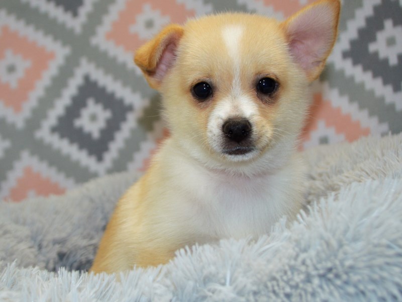 Pomchi-Male-Cream and White-3122775-Petland Dunwoody Puppies For Sale