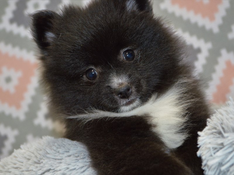Pomchi-DOG-Female-Black and White-3122859-Petland Dunwoody Puppies For Sale