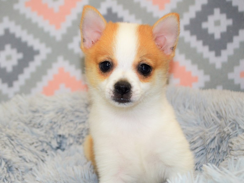 Pomchi-Male-Red and White-3122816-Petland Dunwoody Puppies For Sale