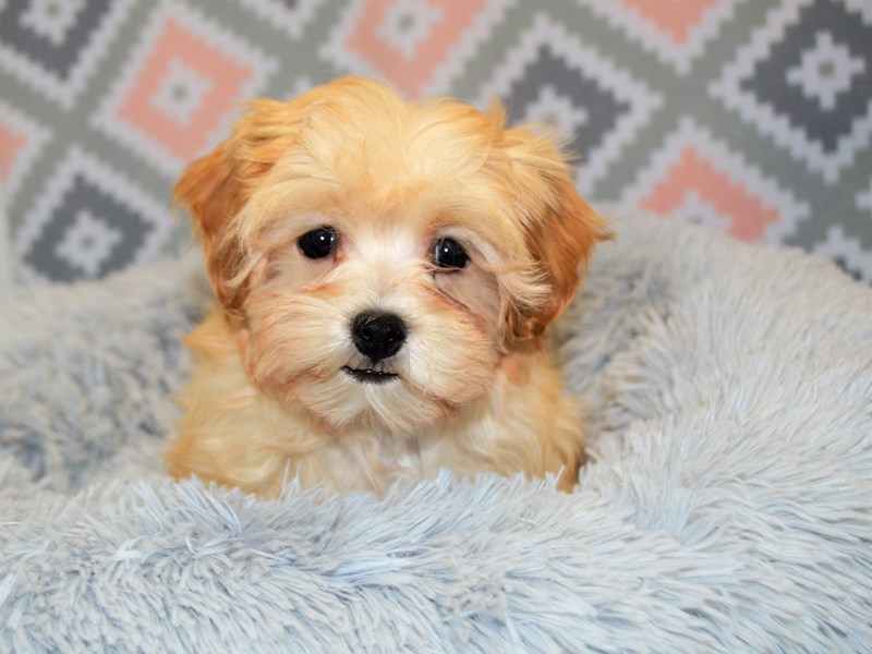 Malti-Poo-DOG-Female-Apricot-3122908-Petland Dunwoody Puppies For Sale